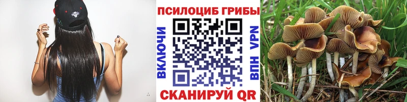 как найти закладки  Сургут  Галлюциногенные грибы Cubensis 